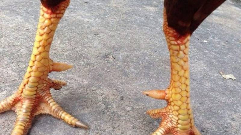 Chân và vảy – vũ khí quyết định trận đấu