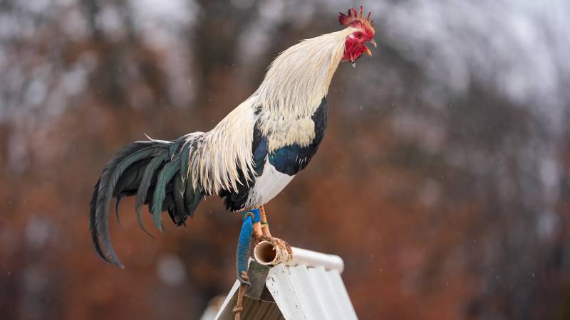 Da, lông và hơi thở – dấu hiệu của sức bền thật sự