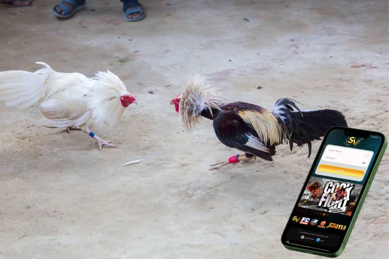 Soi kèo đá gà Thomo là gì?